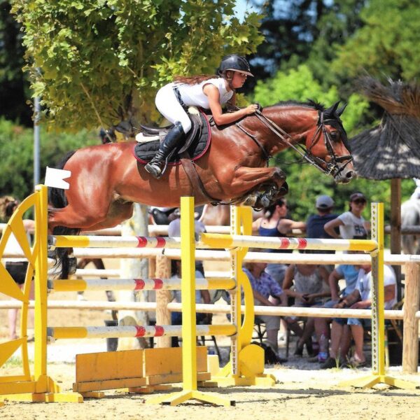 Cheval bai qui saute un obstacle.