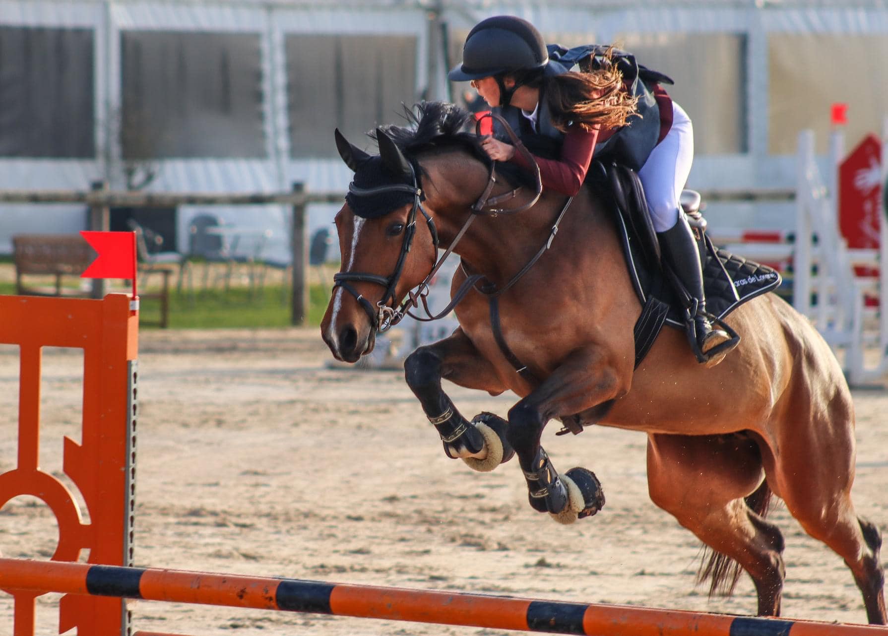 Cheval bai qui saute un obstacle.